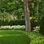 Pachysandra terminalis in de tuin